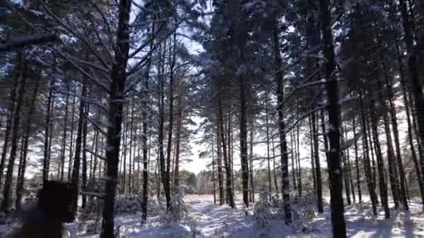 Man Walk Snowy Pine Forest Frosty Sunny Winter Landscape Falling — Stockvideo