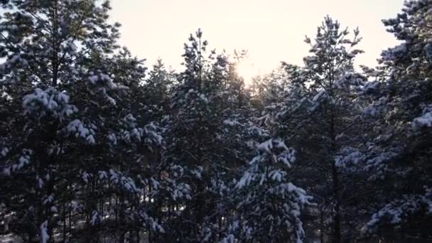 Ijzig Zonnig Winterlandschap Besneeuwd Dennenbos Vallende Sneeuw Tussen Dennenbomen — Stockvideo