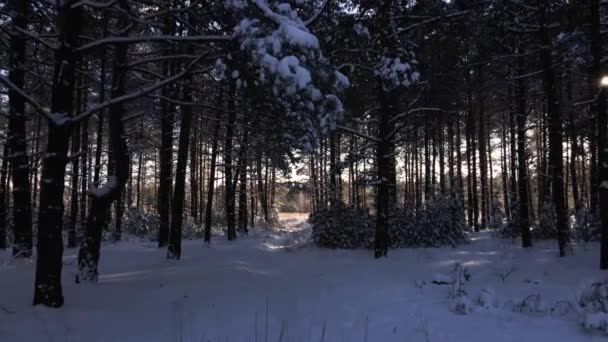 Mroźny Słoneczny Zimowy Krajobraz Śnieżnym Lesie Sosnowym Spadający Śnieg Między — Wideo stockowe