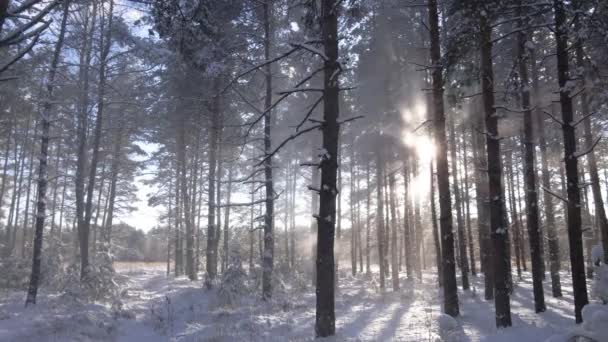 Rostfritt Soligt Vinterlandskap Snöig Tallskog Fallande Snö Mellan Tallar — Stockvideo