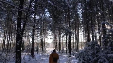 Karlı çam ormanlarında yürüyen adam, dondurucu güneşli kış manzarası, çam ağaçlarının arasına düşen kar..