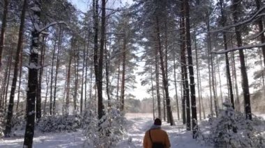 Man walk in snowy pine forest, Frosty sunny winter landscape, falling snow between pine trees.