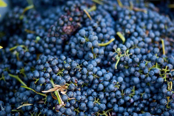 Récolte Raisin Vin Mûr Préparer Pour Presser Les Raisins Pour — Photo