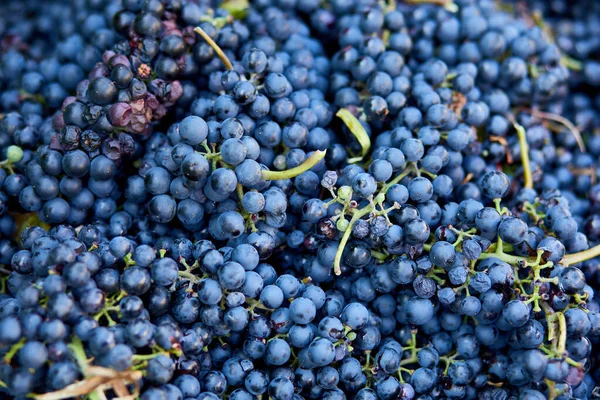 Harvest Ripe Wine Grape Prepare Pressing Grapes Make Wine Old — Stockfoto