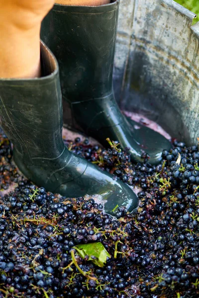 Crushing Press Ripe Grapes Fit Boots Pressing Grapes Make Wine — Stock Photo, Image