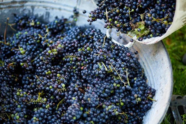 Harvest of ripe wine grape, prepare for pressing grapes to make wine old style.