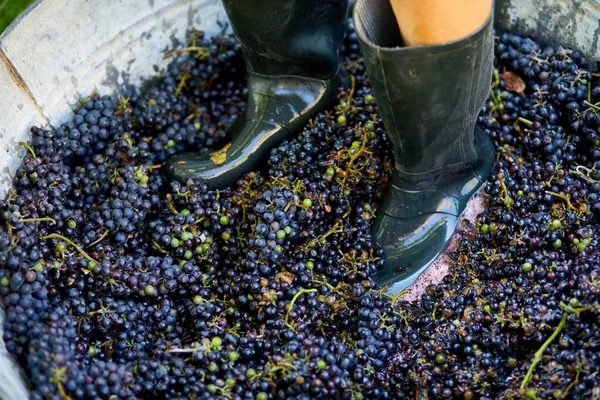 Crushing or press ripe grapes by fit in boots. Pressing grapes to make wine old style.