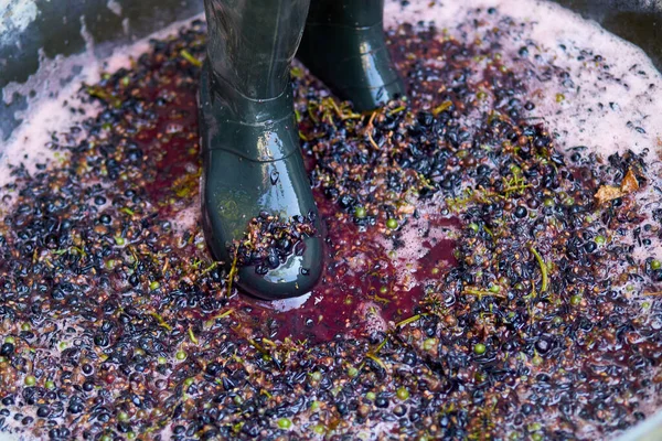 Olgun Üzümleri Botlara Sığdırmak Ezmek Şarap Yapmak Için Üzüm Eziyorum — Stok fotoğraf
