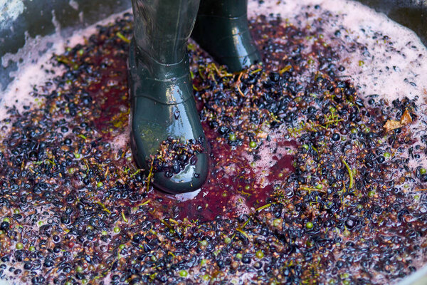 Crushing or press ripe grapes by fit in boots. Pressing grapes to make wine old style.