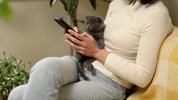 Mujer Con Gatito Escocés Sofá Usando Teléfono Navegando Por Aplicaciones — Vídeos de Stock