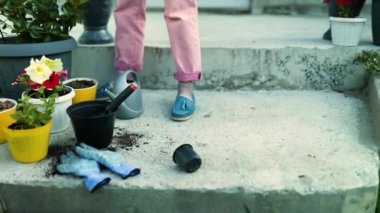 Petunya Surfinia çiçek kabı eken kadın, arka bahçeye bahçe konsepti, yazın baharda ya da baharda bahçıvan..