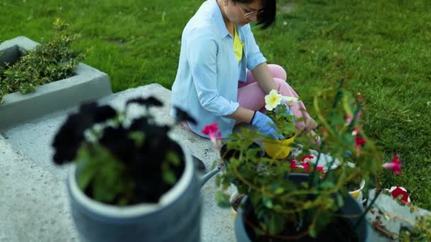 Mujer Plantando Petunia Surfinia Maceta Flores Concepto Jardinería Patio Trasero — Vídeos de Stock