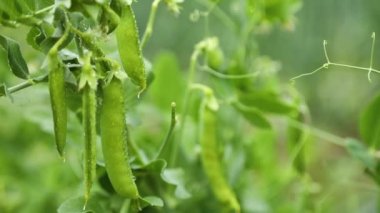 The green peas in the vegetable garden, agricultural field with ripe peas, organic food