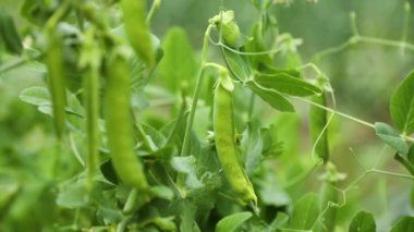 The green peas in the vegetable garden, agricultural field with ripe peas, organic food