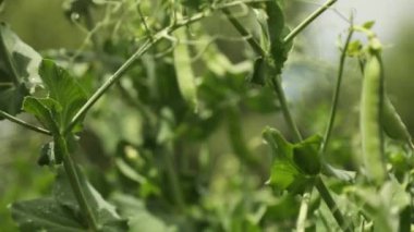 The green peas in the vegetable garden, agricultural field with ripe peas, organic food