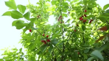 Red ripe cherry berries with dew drops on a tree twig branch in a summer garden on background of green leaves, Organic farming