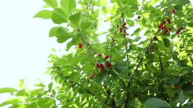 Red ripe cherry berries with dew drops on a tree twig branch in a summer garden on background of green leaves, Organic farming