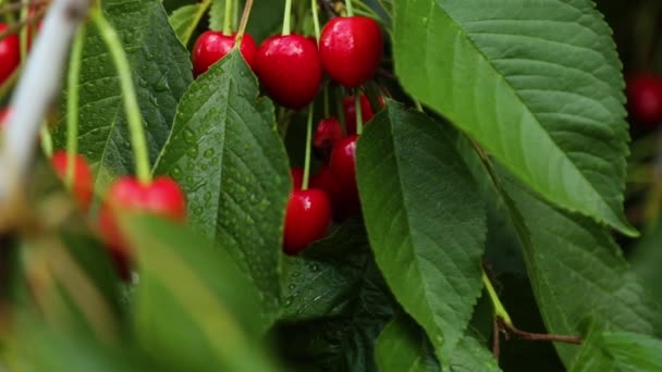 緑の葉 有機農業を背景に夏の庭で木の小枝の枝に露滴と赤い熟したチェリーベリーを閉じます — ストック動画