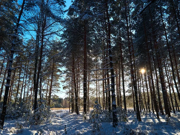 Aerial view frosty sunny winter landscape in snowy pine forest, falling snow between pine trees.