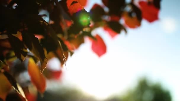 Branch Hazelnut Tree Autumn Yellow Red Leaves Sunlight Fall Background — Stockvideo