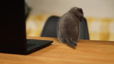 Cute playful scottish gray kitten on wooden table, workplace, playing at home,, funny cat. Love animals, pet.