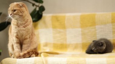 Two cute short hair kitty and cat together on yellow sofa at home. Scottish shorthair pets.