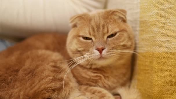 Cute Scottish Ginger Cat Yellow Sofa Looking Camera Laying Home — Stockvideo