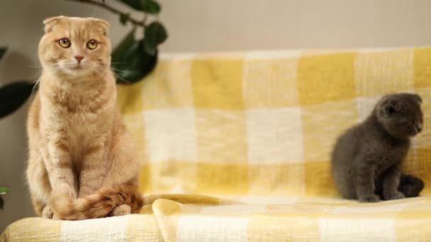 Two Cute Short Hair Kitty Cat Together Yellow Sofa Home — Vídeos de Stock