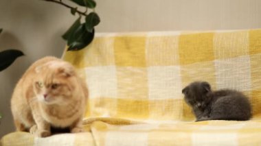 Two cute short hair kitty and cat together on yellow sofa at home. Scottish shorthair pets.