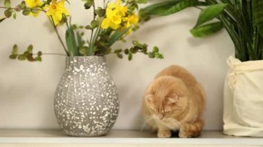 İki sevimli kısa saçlı kedi ve kedi evde yeşil yapraklar ve çiçeklerle birlikte oynuyorlar. İskoç kısa hava hayvanları.