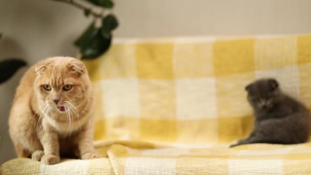 Two Cute Short Hair Kitty Cat Together Yellow Sofa Home — Stock video