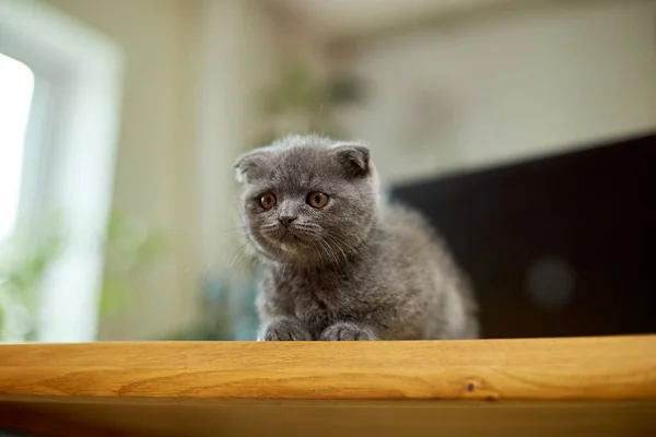 Cute Playful Scottish Gray Kitten Wooden Table Workplace Playing Home — Fotografia de Stock