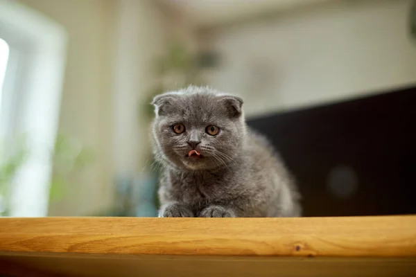 Cute Playful Scottish Gray Kitten Wooden Table Workplace Playing Home — Fotografia de Stock