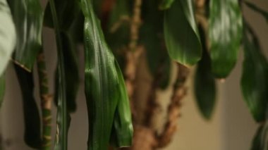 Kadın bahçıvan tozlu temizler, evdeki Dracaena palmiyesini yıkar, ev bitkileriyle ilgilenir, evdeki yeşillikle ilgilenir, bitki sevgisi, kapalı alanda rahat bir bahçe..
