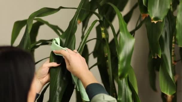 Kobieta Ogrodnik Sprzątanie Zakurzone Myje Liście Dracaena Palm Domu Dbanie — Wideo stockowe