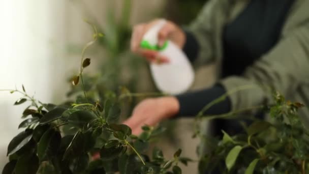 Kobieta Ogrodnik Spryskiwanie Mandevilla Houseplant Domu Dbanie Rośliny Domowe Zieleń — Wideo stockowe