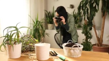 Kadın fotoğrafçı, Crassula bitkisini evdeki yeni çömleğe naklederken, bitkiyi tencere hobilerine ve boş zamanlara aktarırken, ev bahçesi kavramı, yeşil ev, biyofili tasarımı....