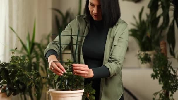 Woman Gardener Taking Care Mandevilla Houseplant Home Greenery Home Love — Stock Video