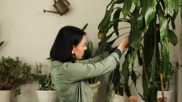 Mulher Retira Doenças Folha Palmeira Dracaena Casa Cuidando Plantas Sala — Vídeo de Stock