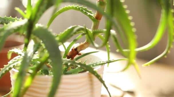 自宅で日光の緑のアロエベラの観葉植物 クローズアップ — ストック動画