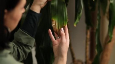 Kadın yaprakları tutuyor. Dracaena palmiye yaprağı, ev bitkileriyle ilgilenmek, hasarlı izinler..