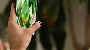 Akıllı telefonlu bir kadın evde Dracaena avuç içi yaprak hastalıklarının fotoğrafını çekiyor, ev bitkileriyle ilgileniyor, hasarlı izinler, ev bitkilerinin mobil uygulamalarında tedavi araması