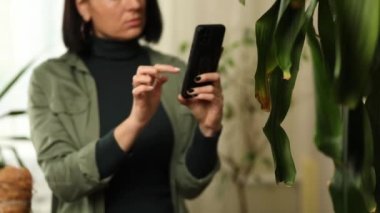 Akıllı telefonlu bir kadın evde Dracaena avuç içi yaprak hastalıklarının fotoğrafını çekiyor, ev bitkileriyle ilgileniyor, hasarlı izinler, ev bitkilerinin mobil uygulamalarında tedavi araması