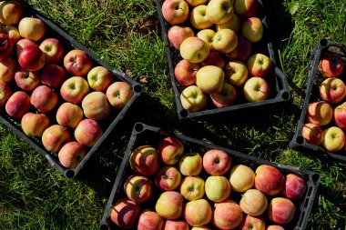 Kara kutulardaki taze organik elmaları hasat edin, hasat, yerel market veya süpermarket, Ukrayna elmaları.