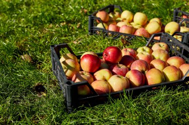 Kara kutulardaki taze organik elmaları hasat edin, hasat, yerel market veya süpermarket, Ukrayna elmaları.