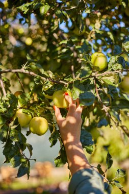 Kadının eli ağaçtan olgun bir elma topluyor, sonbahar mevsiminde daldan meyve topluyor, güneş ışığı...