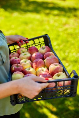 Kadın elinde bir sandık, olgun elmalarla dolu bir kutu, sonbahar mevsiminde daldan meyve toplamak, güneş ışığı. Yerel market ya da süpermarket, Ukrayna elmaları.