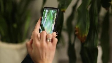 Akıllı telefonlu bir kadın evde Dracaena avuç içi yaprak hastalıklarının fotoğrafını çekiyor, ev bitkileriyle ilgileniyor, hasarlı izinler, ev bitkilerinin mobil uygulamalarında tedavi araması