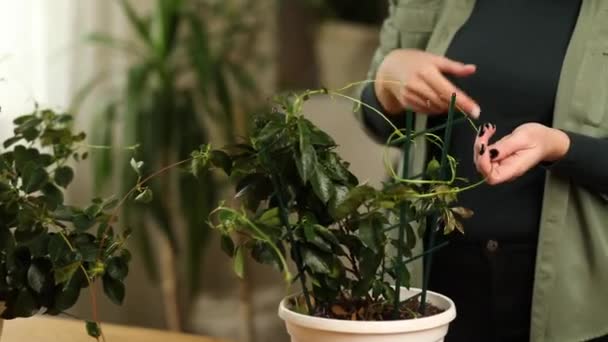 Kobieta Ogrodnik Dbanie Mandevilla Houseplant Domu Zieleń Domu Miłość Roślin — Wideo stockowe