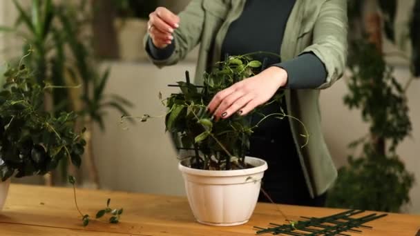 Kobieta Ogrodnik Dbanie Mandevilla Houseplant Domu Zieleń Domu Miłość Roślin — Wideo stockowe